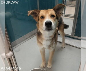 German Shepherd Dog Dogs for adoption in Oklahoma City, OK, USA