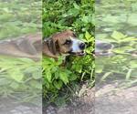 Small #1 Mutt