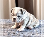 Small #12 English Bulldog