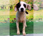 Small #1 Mutt