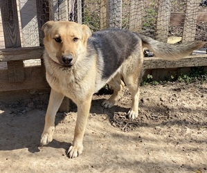 German Shepherd Dog-Unknown Mix Puppy for sale in FORNEY, TX, USA