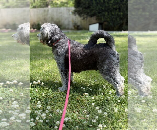 Medium Photo #2 Mutt Puppy For Sale in Yardley, PA, USA