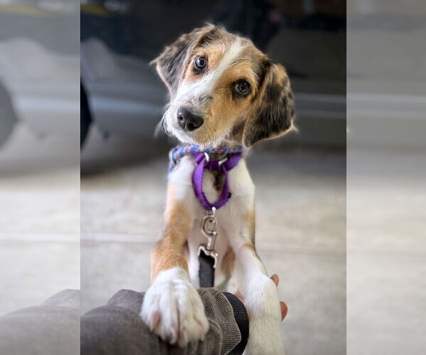 Medium Photo #1 Catahoula Leopard Dog Puppy For Sale in GILBERTS, IL, USA