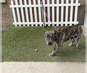 German Shepherd Dog-Unknown Mix Dogs for adoption in Modesto, CA, USA