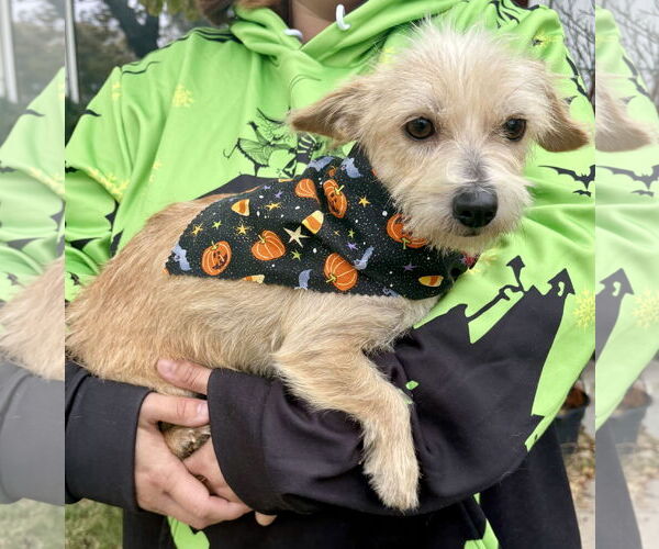 Medium Photo #4 Mutt Puppy For Sale in Omaha, NE, USA