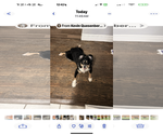 Small Australian Shepherd