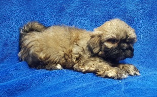 Medium Photo #22 Lhasa Apso Puppy For Sale in BUFFALO, MO, USA