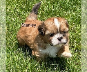 Shih Tzu Puppy for Sale in SILEX, Missouri USA