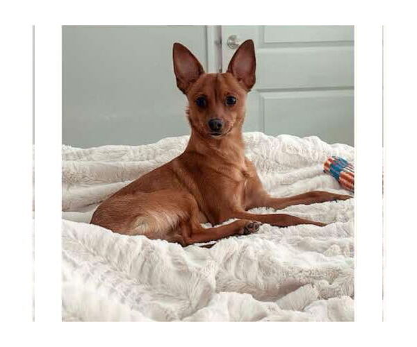 Medium Photo #4 Chihuahua-Unknown Mix Puppy For Sale in Grafton, WI, USA