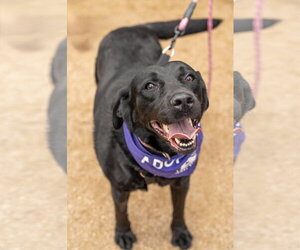Labrador Retriever Dogs for adoption in Fort Worth, TX, USA