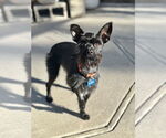 Small #3 Mutt