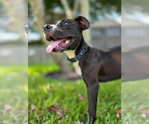 American Pit Bull Terrier-Labrador Retriever Mix Dogs for adoption in Lighthouse Point, FL, USA