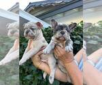 Small Photo #6 French Bulldog Puppy For Sale in RESEDA, CA, USA