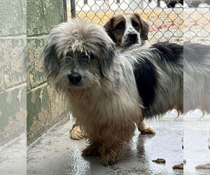 Beagle-Unknown Mix Dogs for adoption in Rustburg, VA, USA