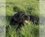 Small #8 Labrador Retriever
