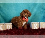 Puppy 3 Poodle (Miniature)
