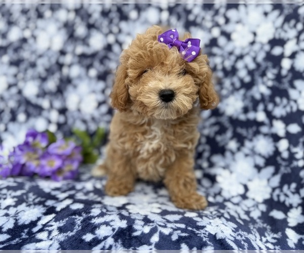 Medium Photo #1 Bichpoo Puppy For Sale in LAKELAND, FL, USA