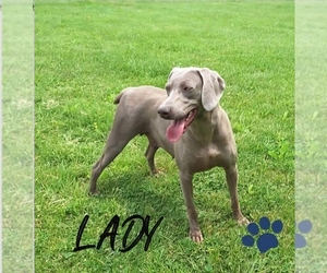 Mother of the Weimaraner puppies born on 02/15/2026