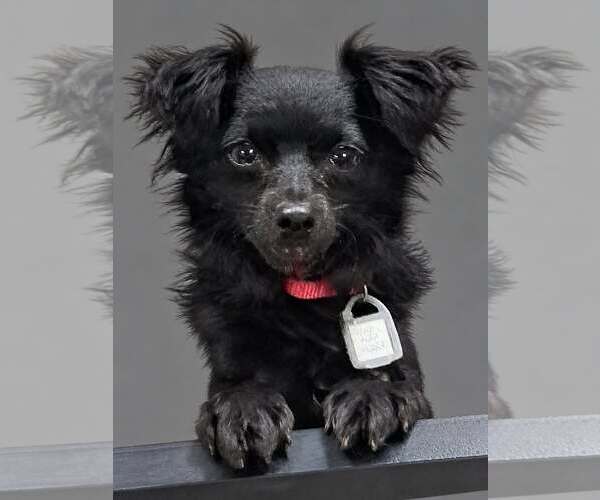 Medium Photo #1 Chihuahua-Unknown Mix Puppy For Sale in Mukwonago, WI, USA