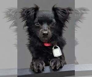 Buni Bubbles - Female Chihuahua-Unknown Mix Dog for Adoption