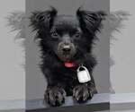 Buni Bubbles - Female Chihuahua-Unknown Mix Dog for Adoption - Small photo