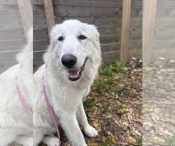 Medium Photo #2 Great Pyrenees Puppy For Sale in Spring, TX, USA