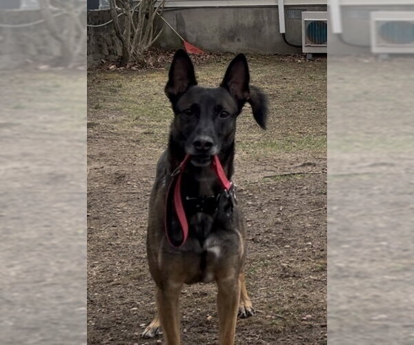 Medium Photo #3 Mutt Puppy For Sale in Elmsford, NY, USA