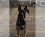 Small #2 Mutt