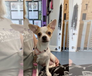 Chihuahua-Unknown Mix Dogs for adoption in Mooresville, NC, USA