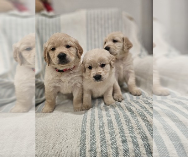 Medium Photo #3 Golden Retriever Puppy For Sale in ELVERTA, CA, USA