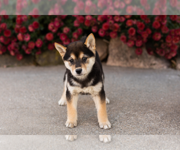 Medium Photo #3 Shiba Inu Puppy For Sale in MILLERSBURG, IN, USA