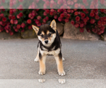 Small #2 Shiba Inu