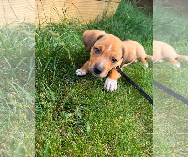 Medium Photo #3 Puggle Puppy For Sale in pomfret, CT, USA