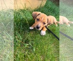 Small #2 Puggle