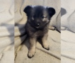 Small Photo #9 Keeshond Puppy For Sale in BLAIRSBURG, IA, USA