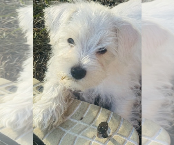 Medium Photo #1 Schnauzer (Miniature) Puppy For Sale in AUGUSTA, GA, USA