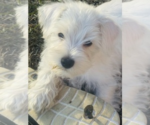 Schnauzer (Miniature) Puppy for sale in AUGUSTA, GA, USA