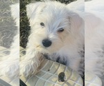 Small Schnauzer (Miniature)