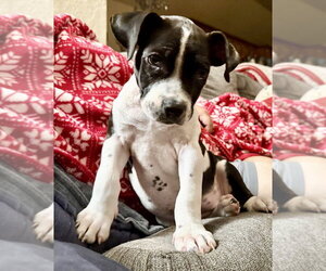 Merida - Female American Staffordshire Terrier-Unknown Mix Dog for Adoption - Photo #9