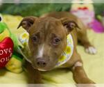 Small Labrador Retriever Mix
