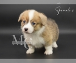 Small #7 Pembroke Welsh Corgi
