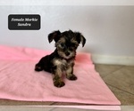 Small #3 Morkie