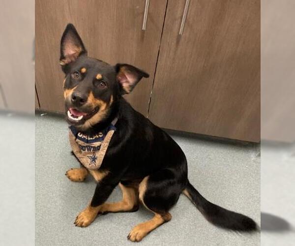 Medium Photo #1 Labrottie Puppy For Sale in Baytown, TX, USA