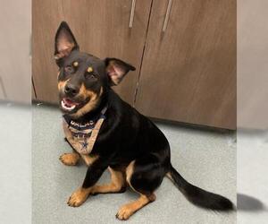 Labrottie Dogs for adoption in Baytown, TX, USA