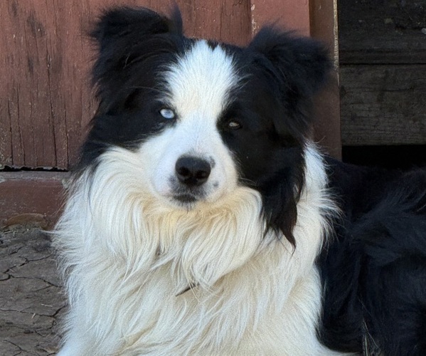 Medium Photo #1 Border-Aussie Puppy For Sale in GRANBURY, TX, USA