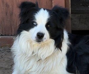 Father of the Border-Aussie puppies born on 05/05/2026