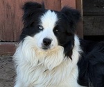 Small Photo #1 Border-Aussie Puppy For Sale in GRANBURY, TX, USA
