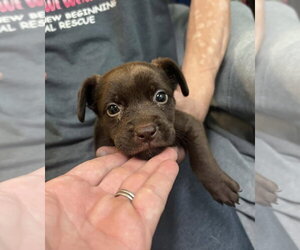 Mutt Dogs for adoption in Oakhurst, NJ, USA