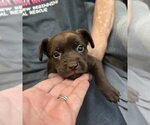 Small Mutt