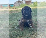 Small #3 Poodle (Miniature)-Poodle (Standard) Mix